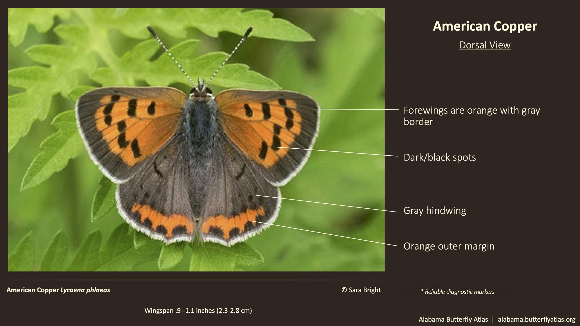 Butterfly ID Thumbnail