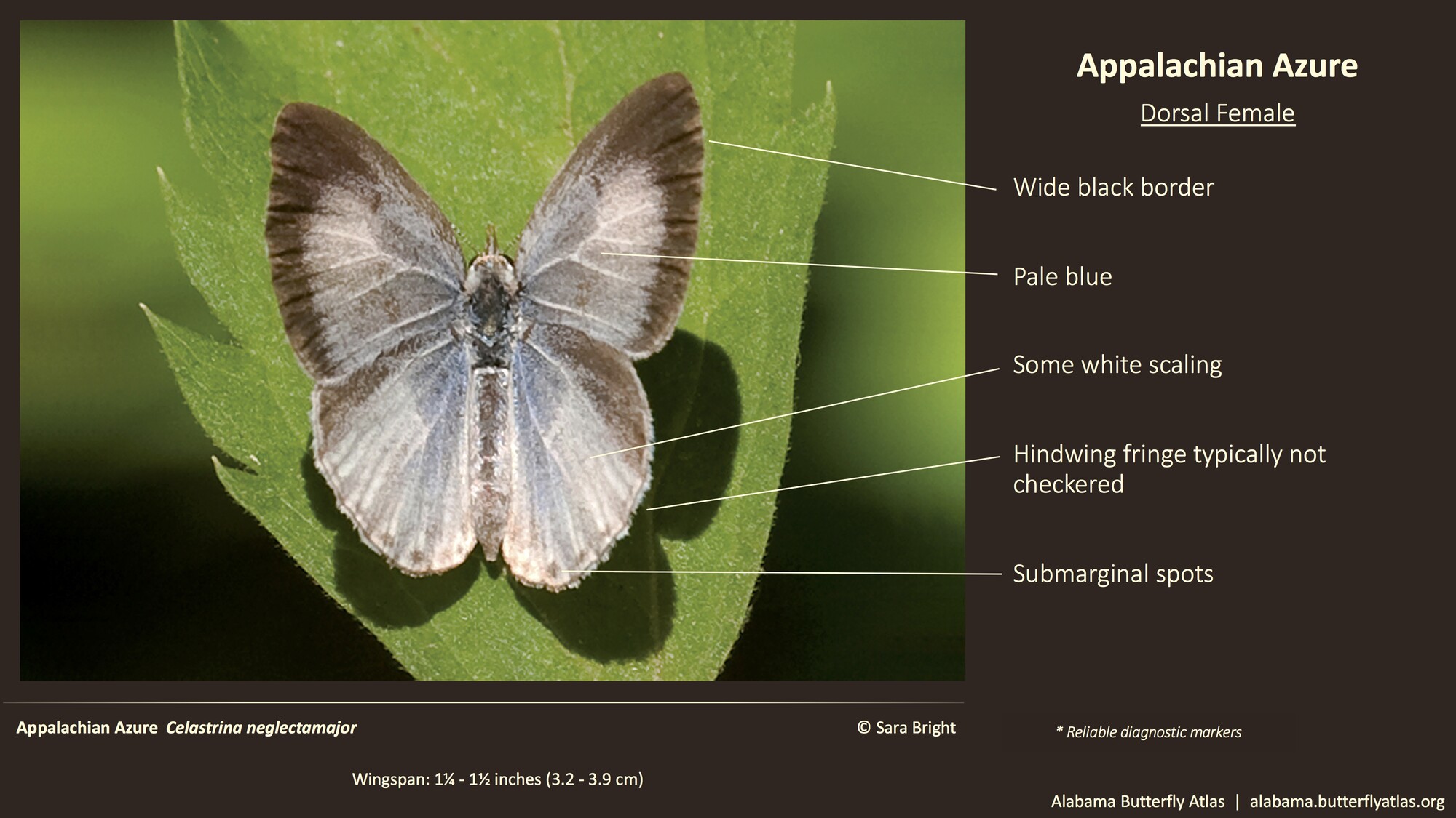 Butterfly ID Thumbnail