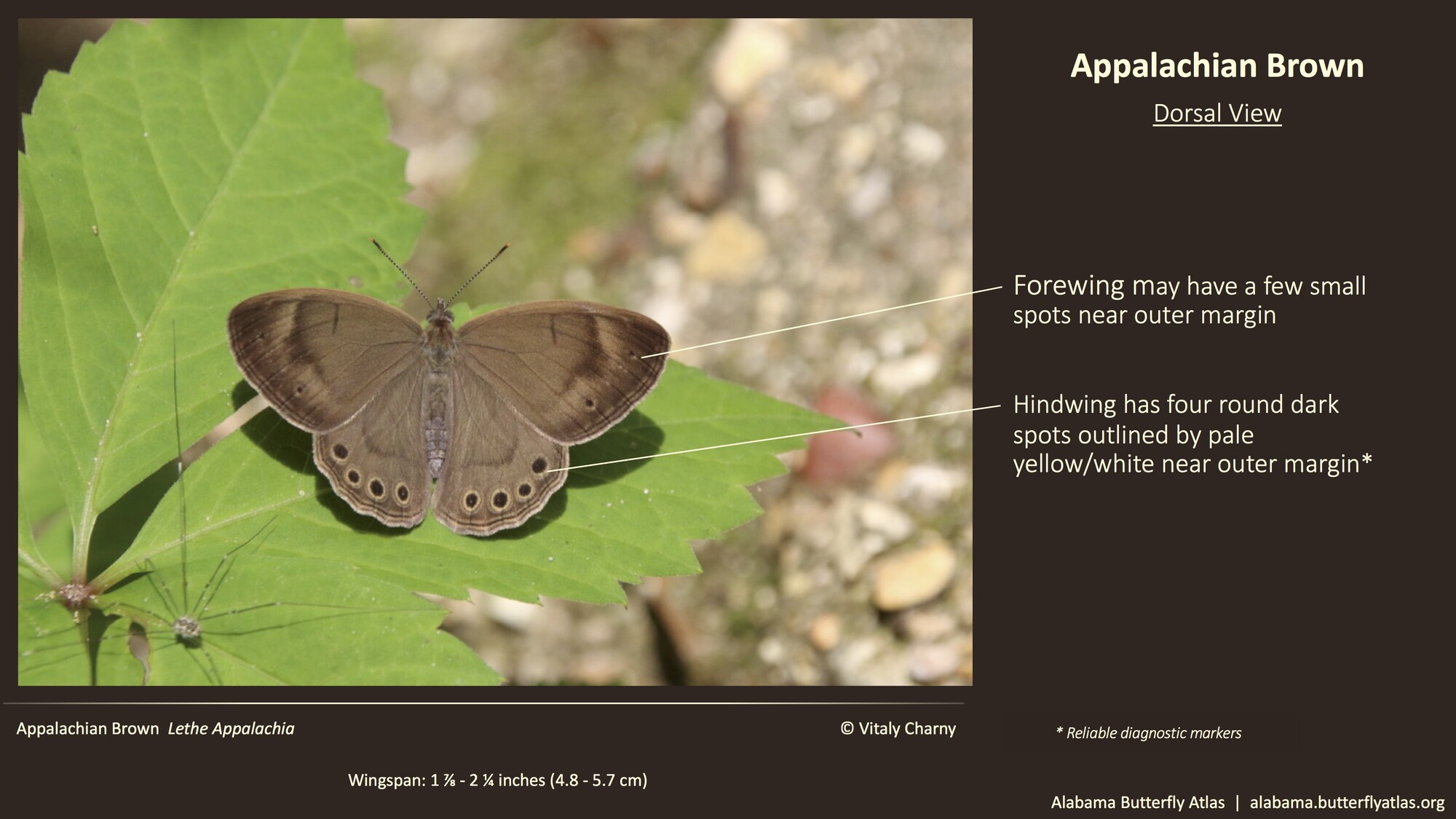 Appalachian Brown Alabama Butterfly Atlas