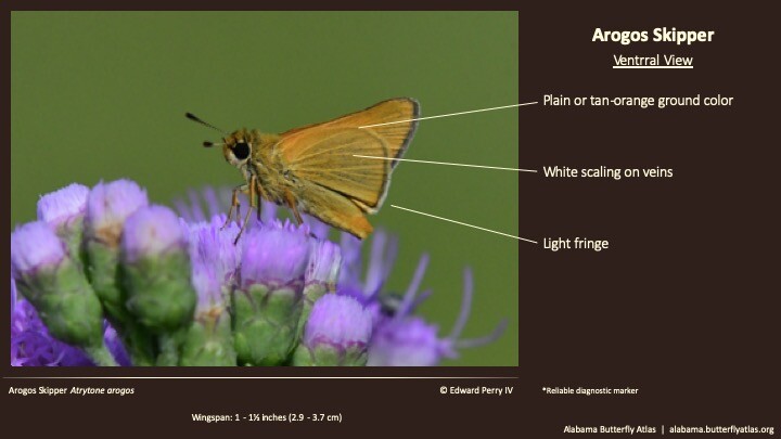 Butterfly ID Thumbnail