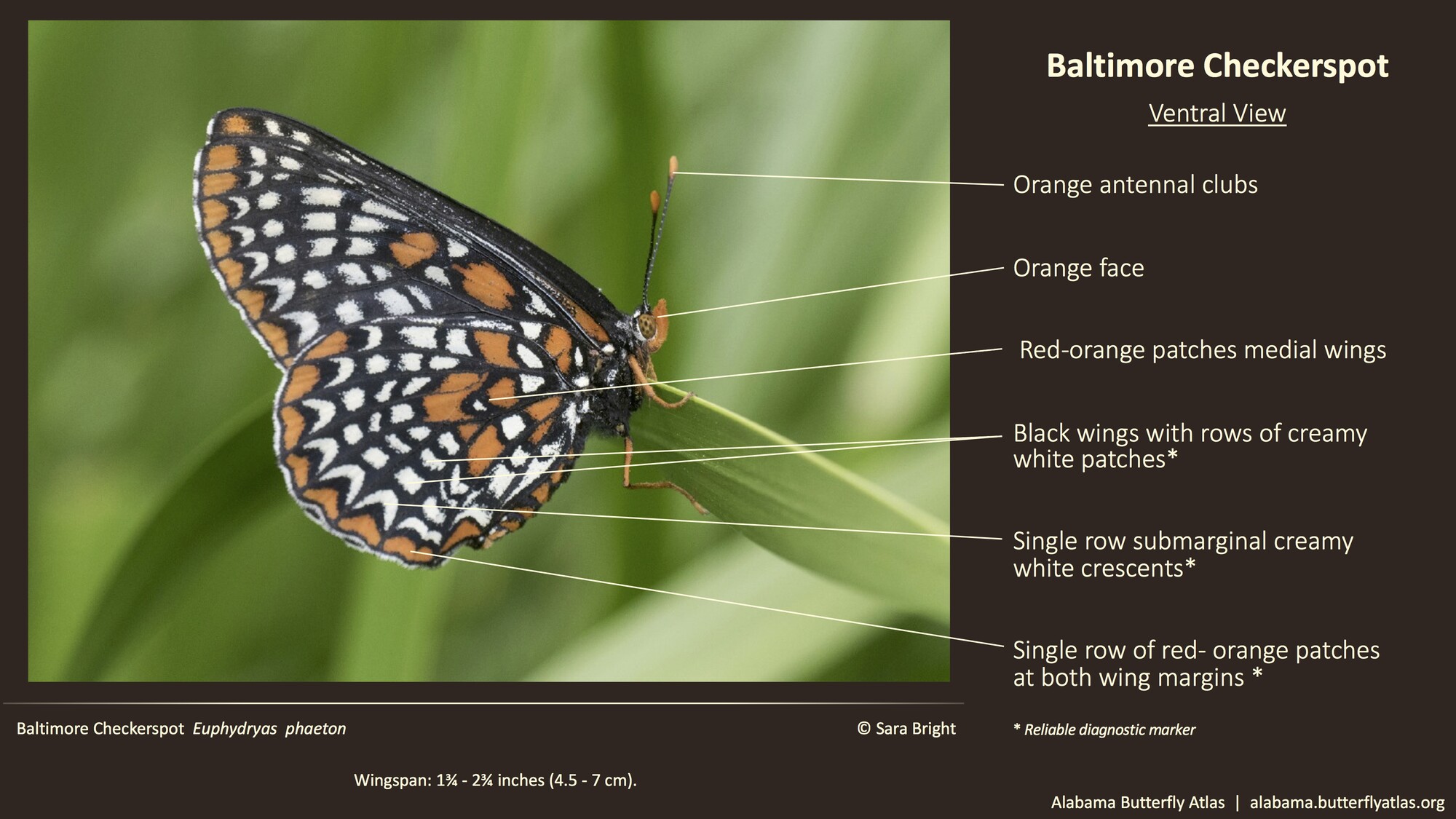 Butterfly ID Thumbnail