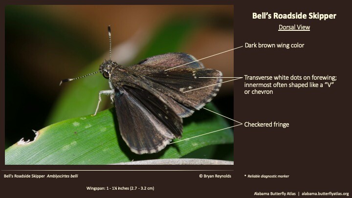 Butterfly ID Thumbnail