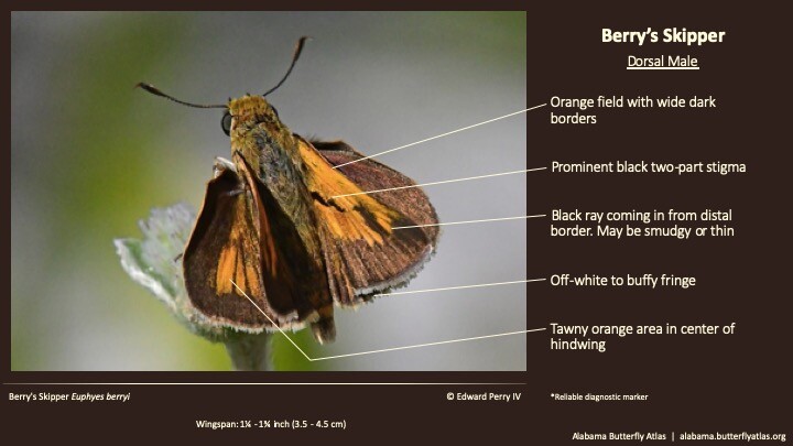 Butterfly ID Thumbnail