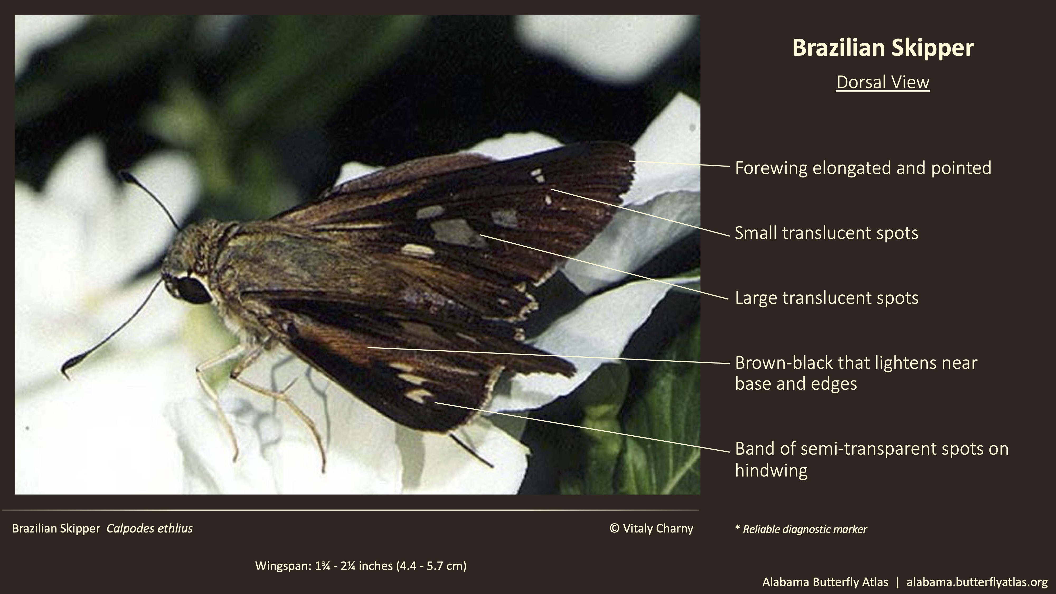 Butterfly ID Thumbnail