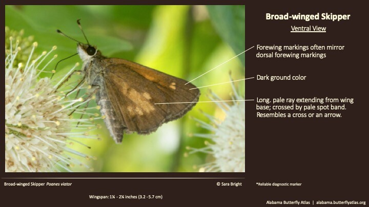 Butterfly ID Thumbnail