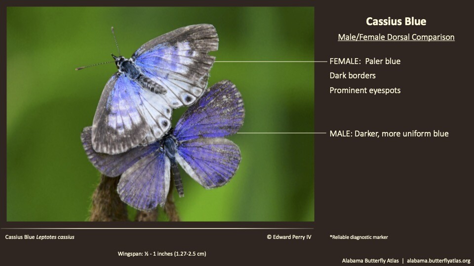 Cassius Blue Alabama Butterfly Atlas
