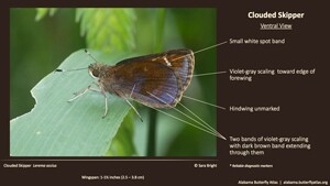 Butterfly ID Thumbnail