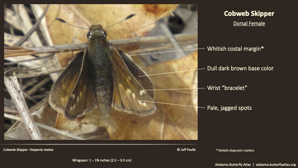 Butterfly ID Thumbnail