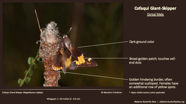 Butterfly ID Thumbnail