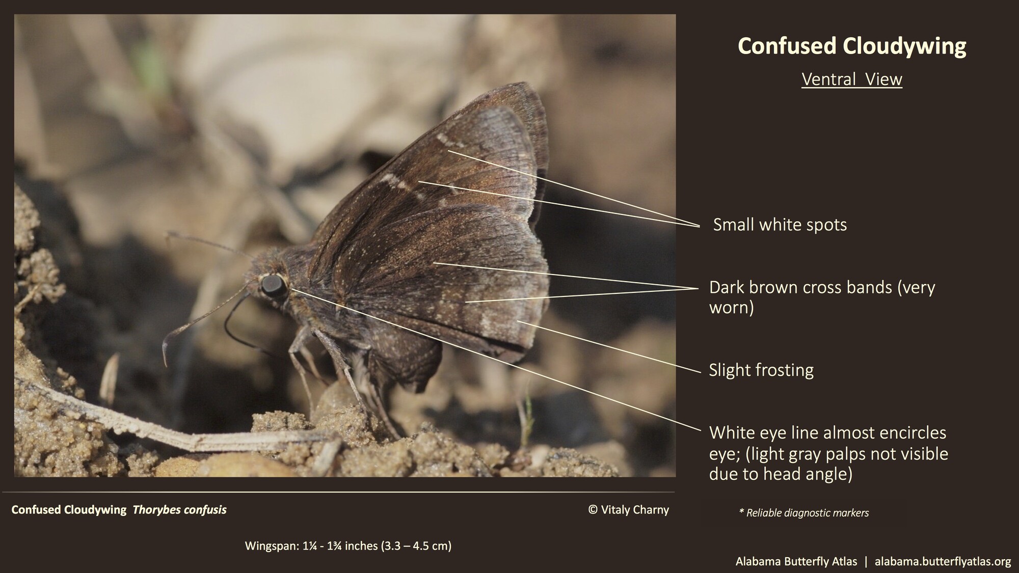 Butterfly ID Thumbnail