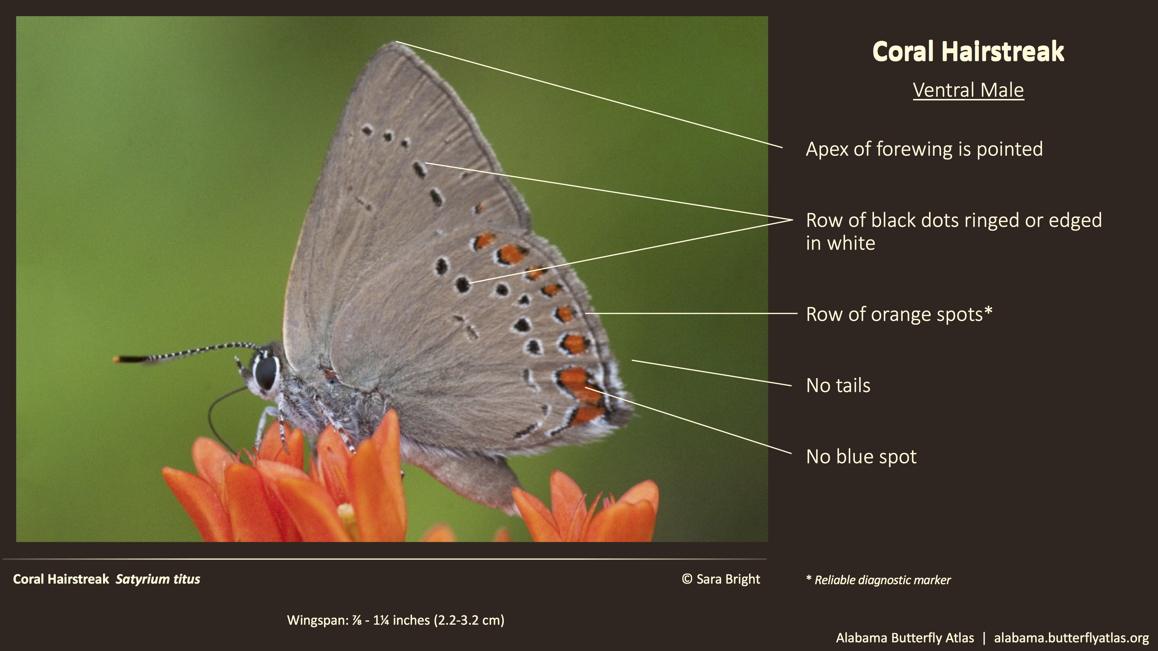 Butterfly ID Thumbnail
