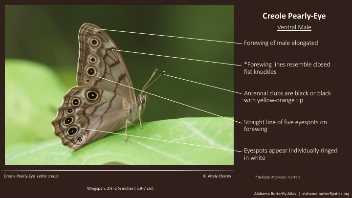 Butterfly ID Thumbnail