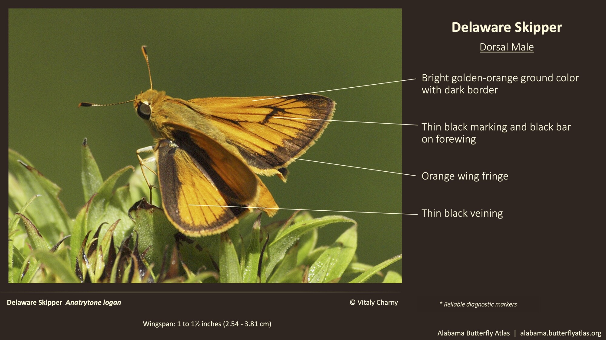 Butterfly ID Thumbnail