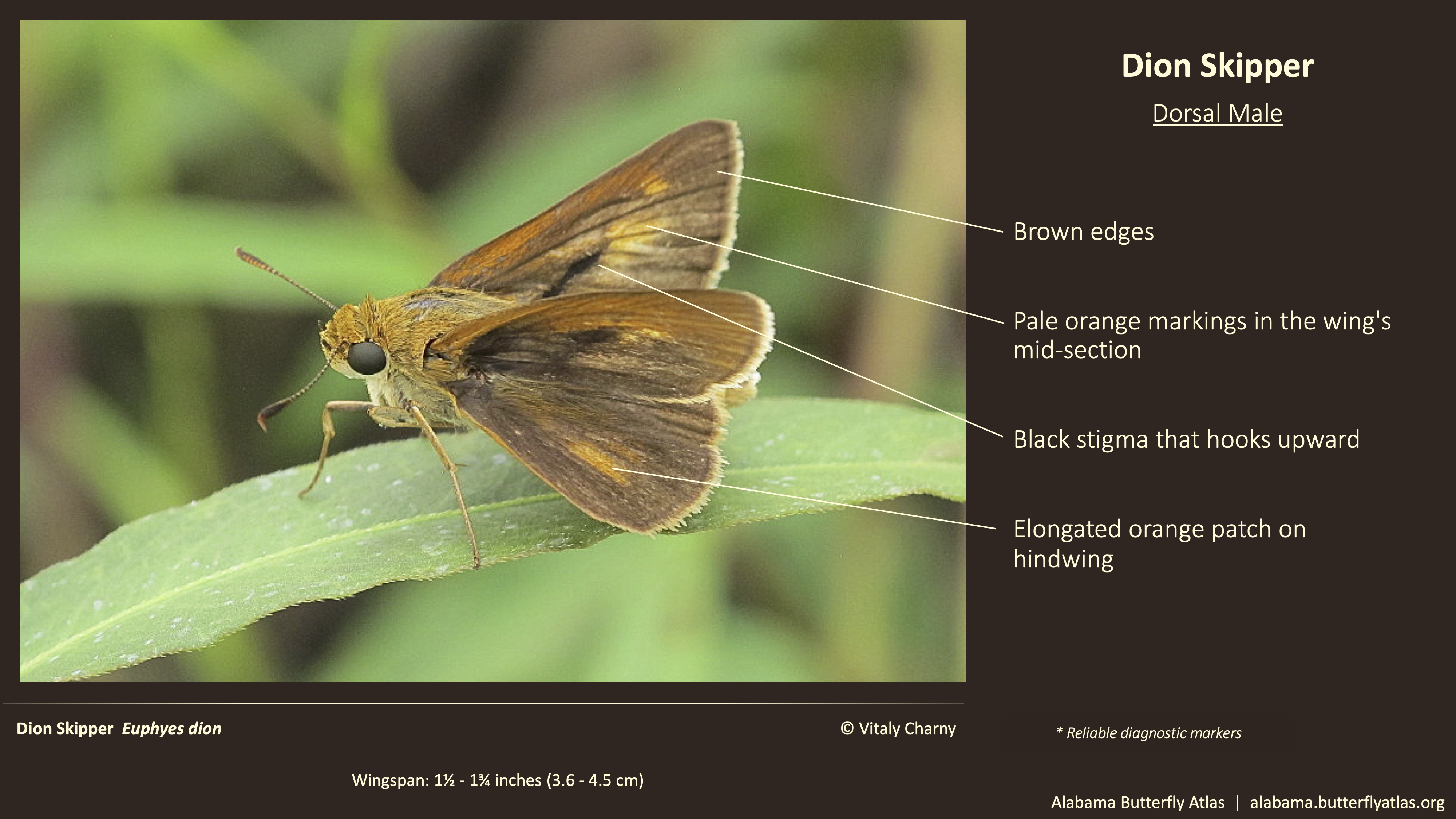 Butterfly ID Thumbnail