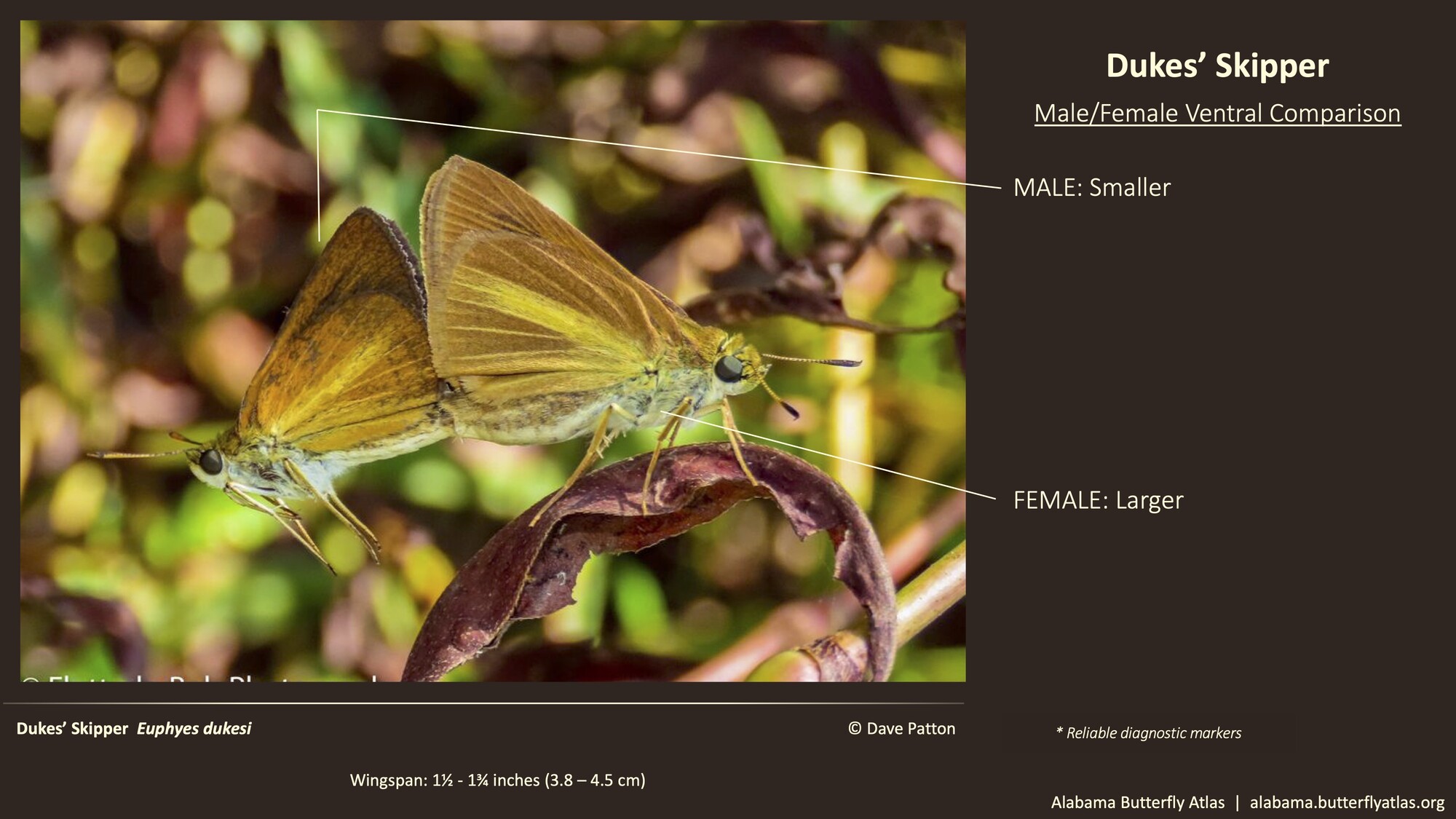 Butterfly ID Thumbnail