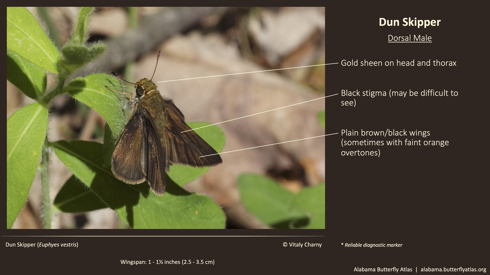 Butterfly ID Thumbnail