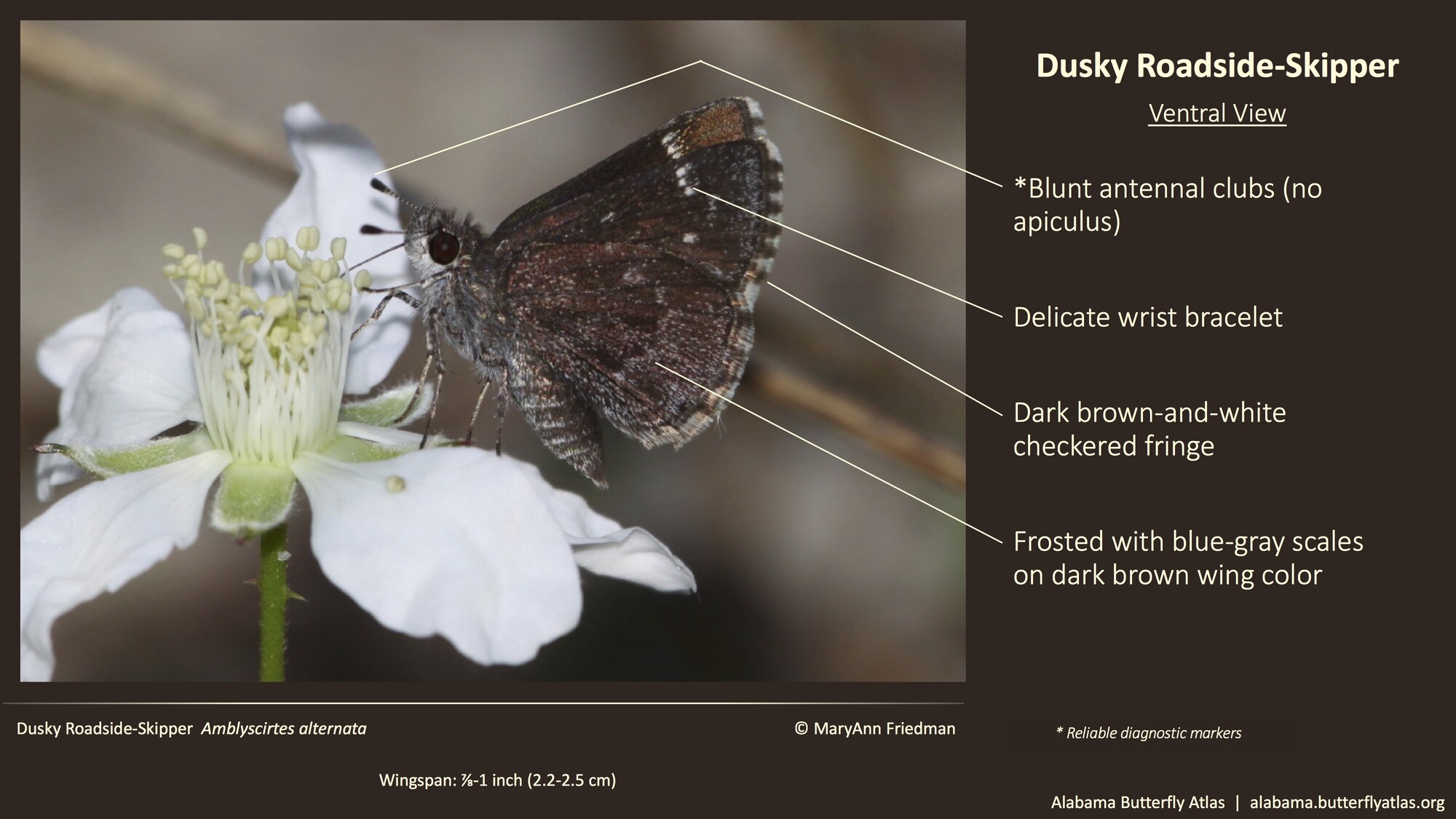 Butterfly ID Thumbnail