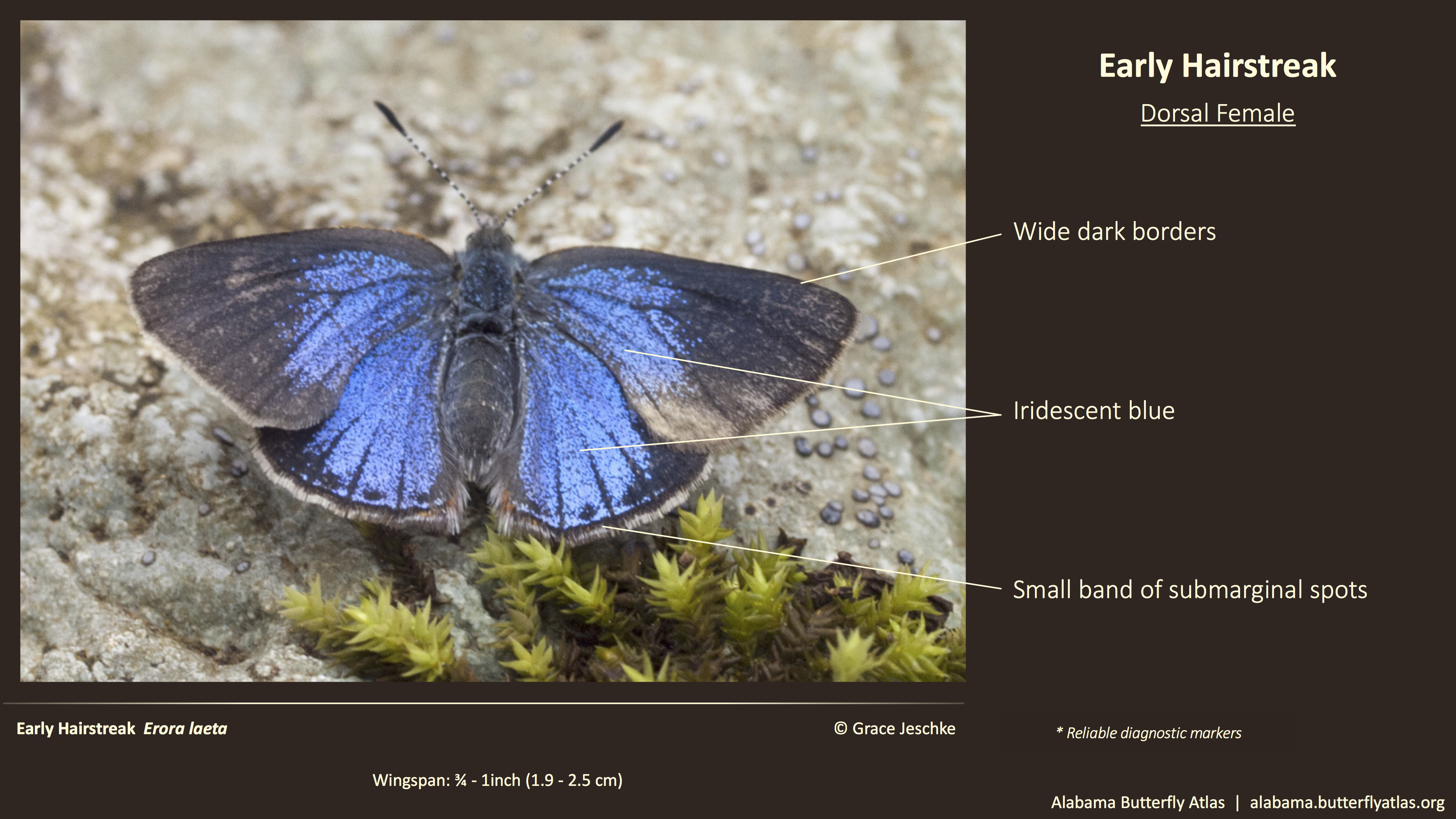 Butterfly ID Thumbnail