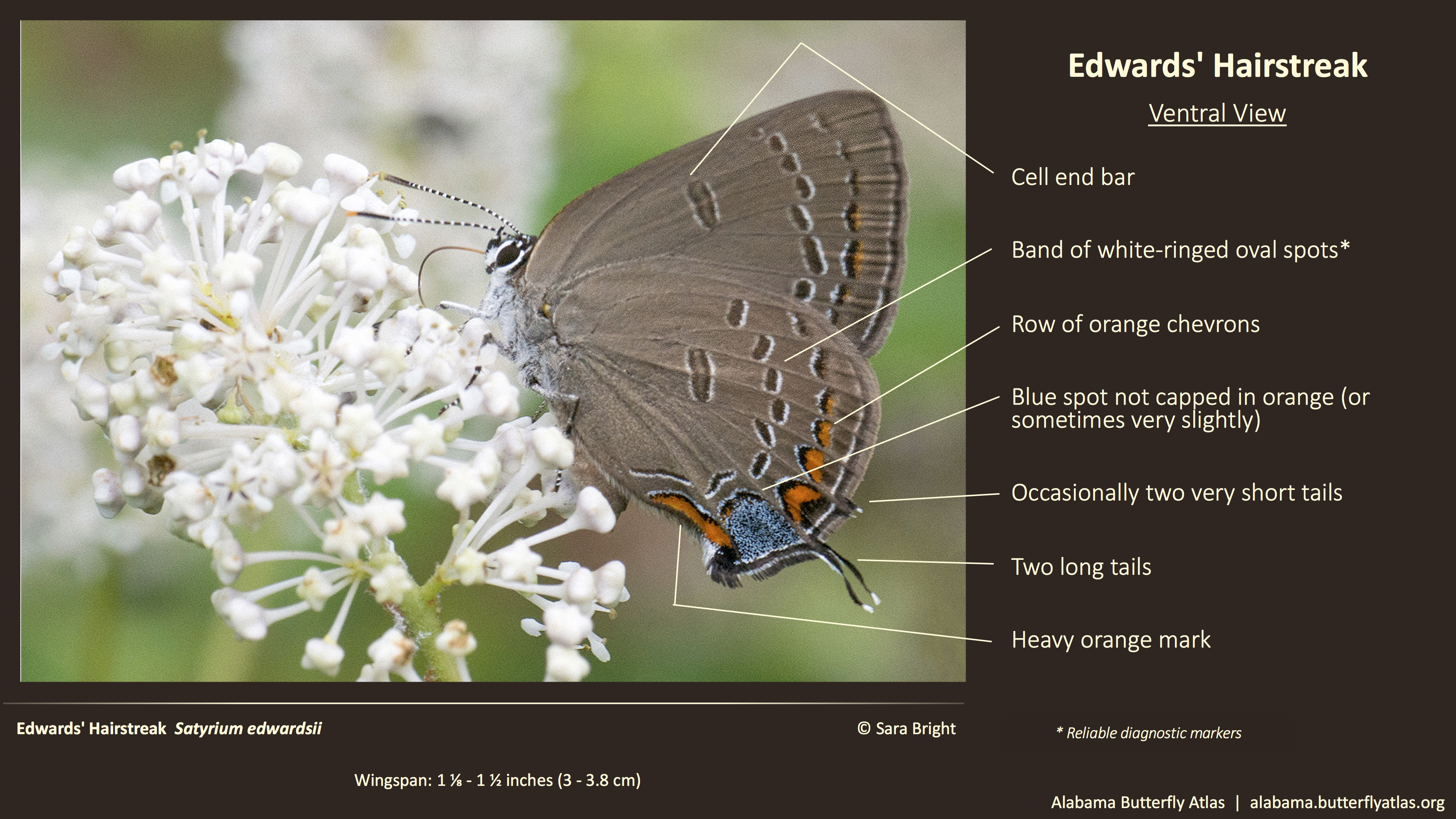 Butterfly ID Thumbnail