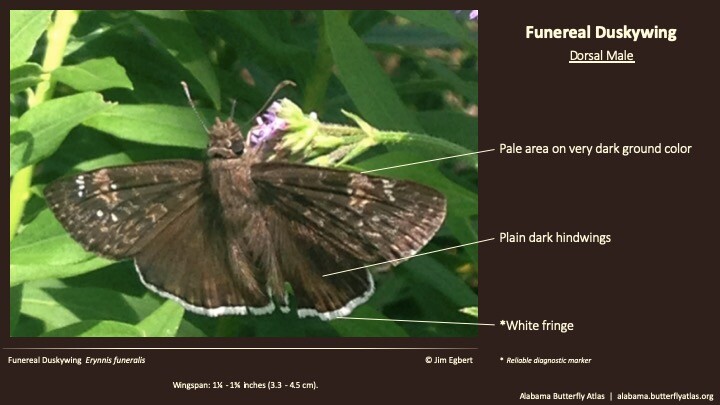 Butterfly ID Thumbnail