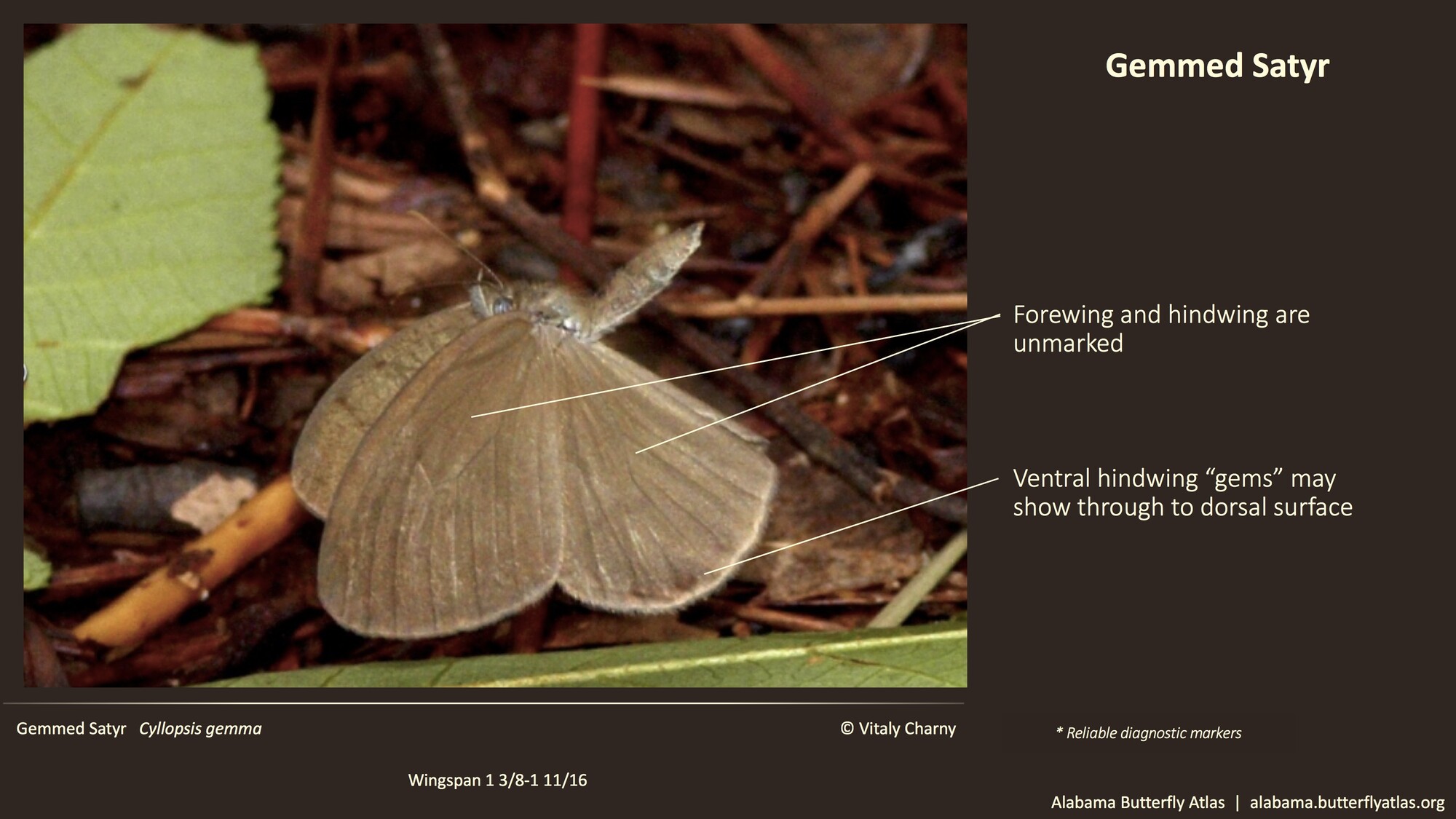 Butterfly ID Thumbnail