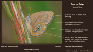 Butterfly ID Thumbnail