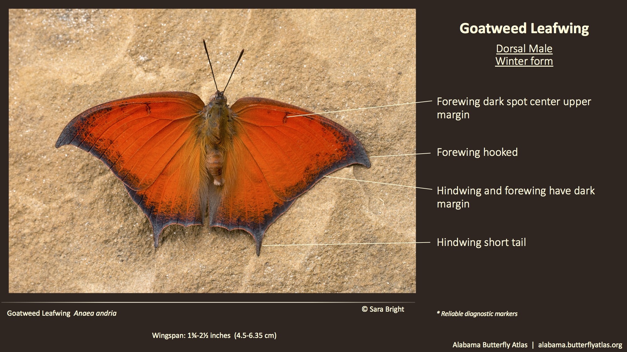 Butterfly ID Thumbnail