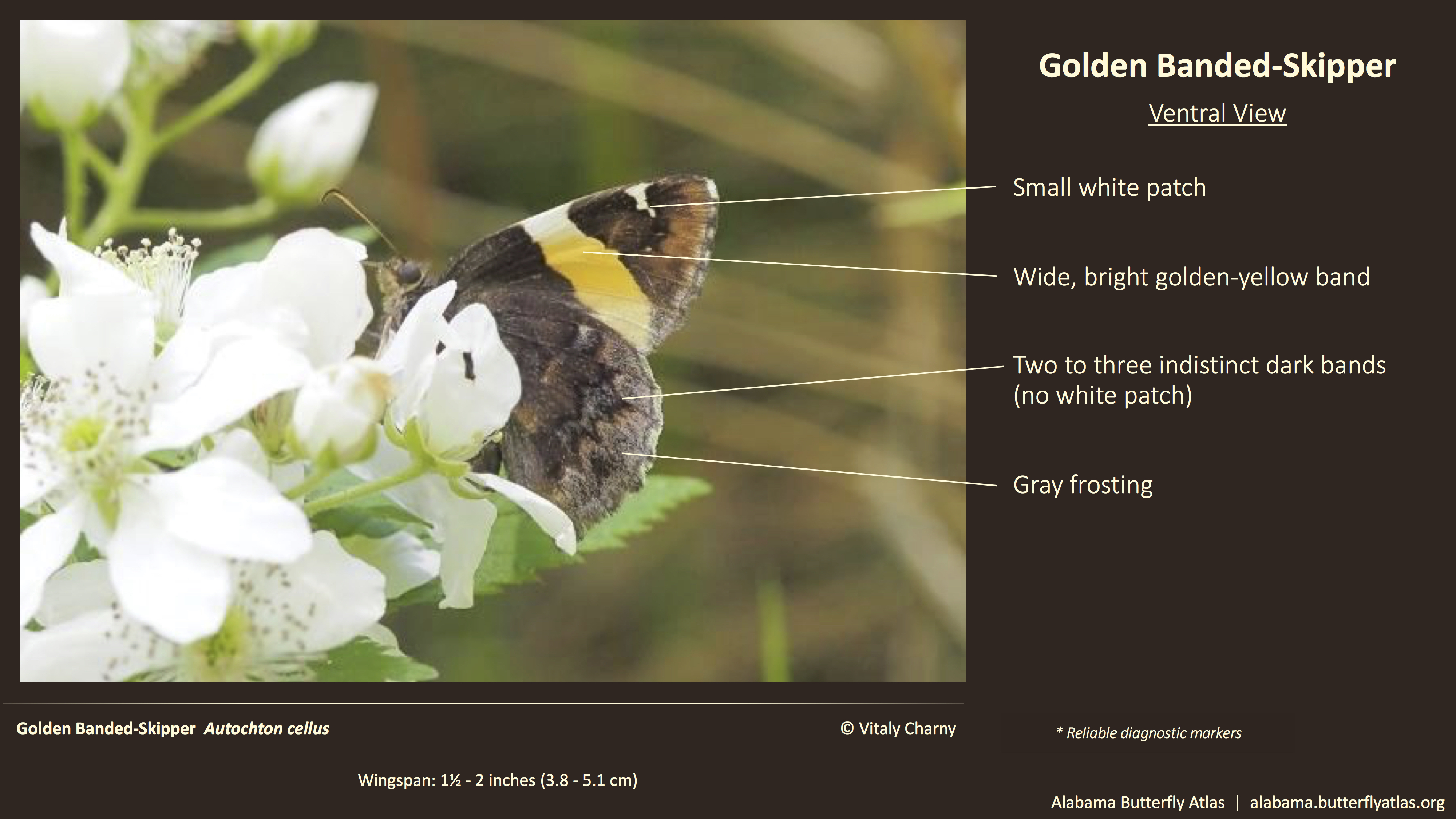 Butterfly ID Thumbnail