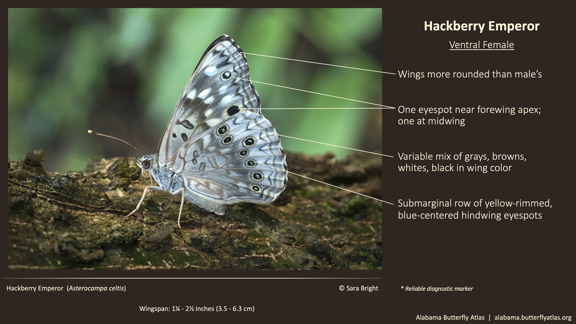 Hackberry Emperor Alabama Butterfly Atlas
