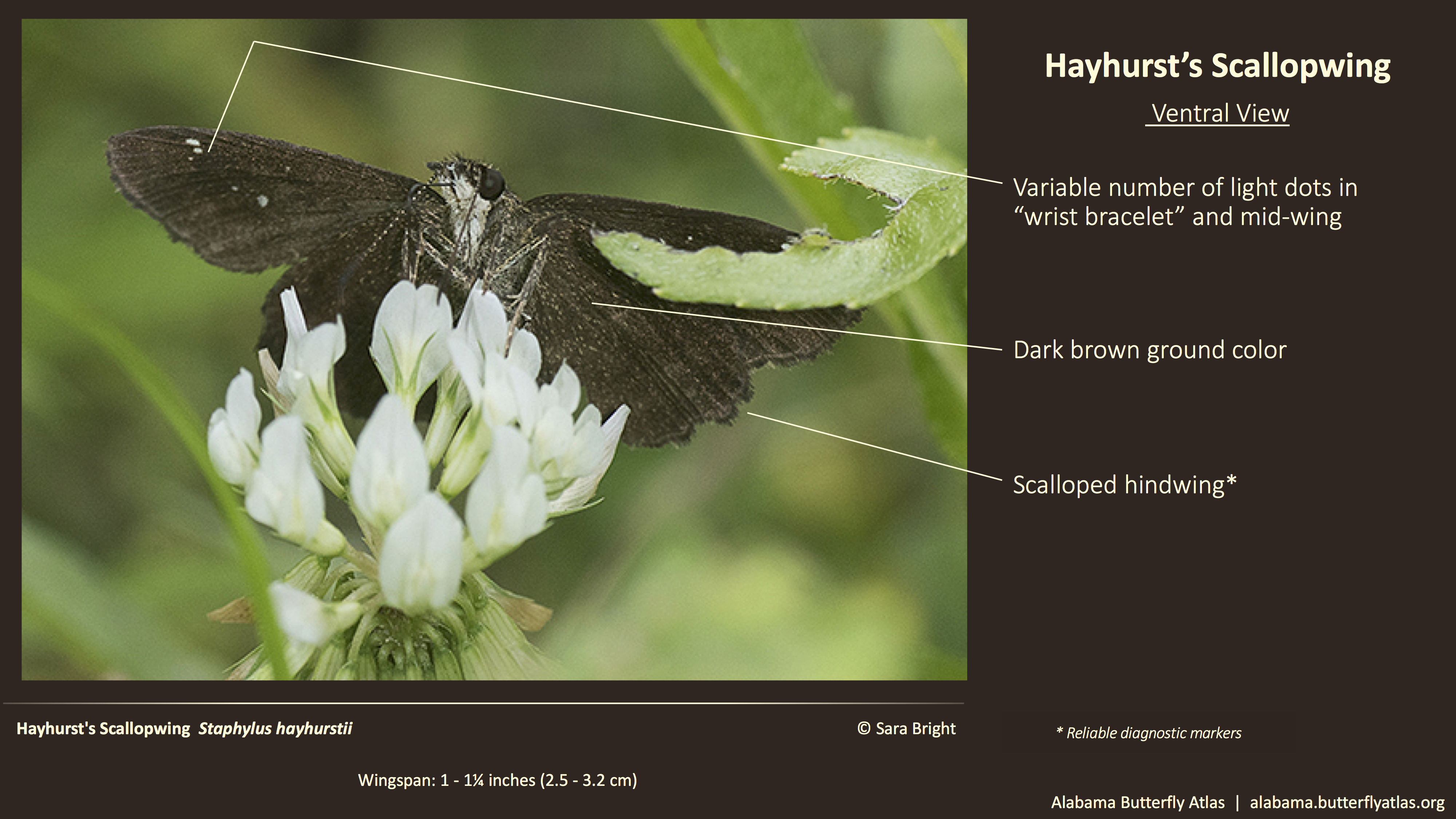 Butterfly ID Thumbnail