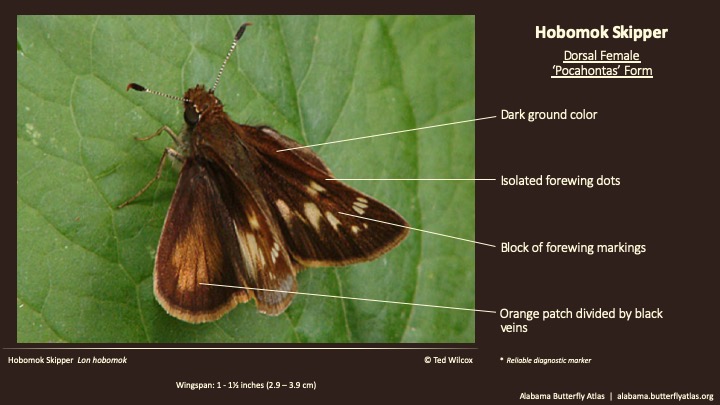 Butterfly ID Thumbnail