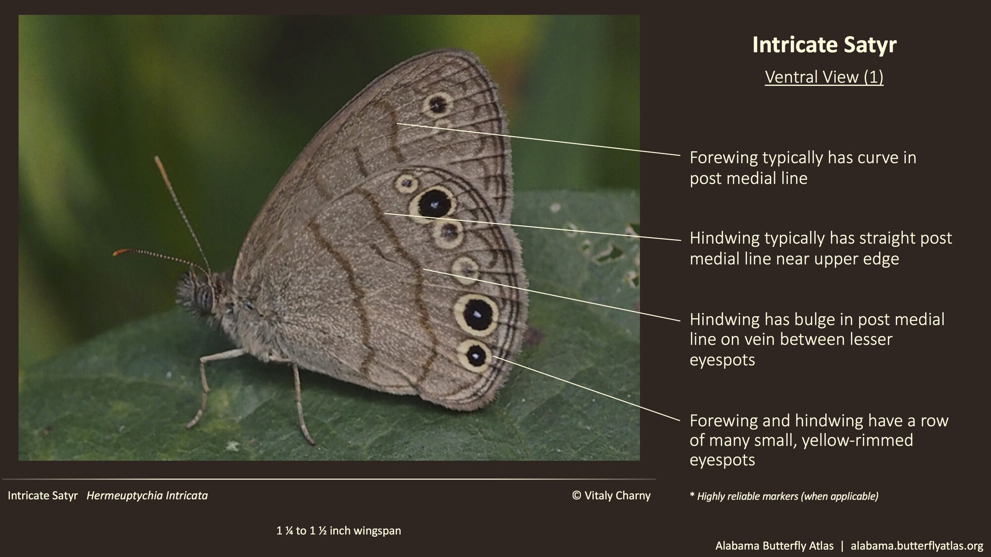 Butterfly ID Thumbnail