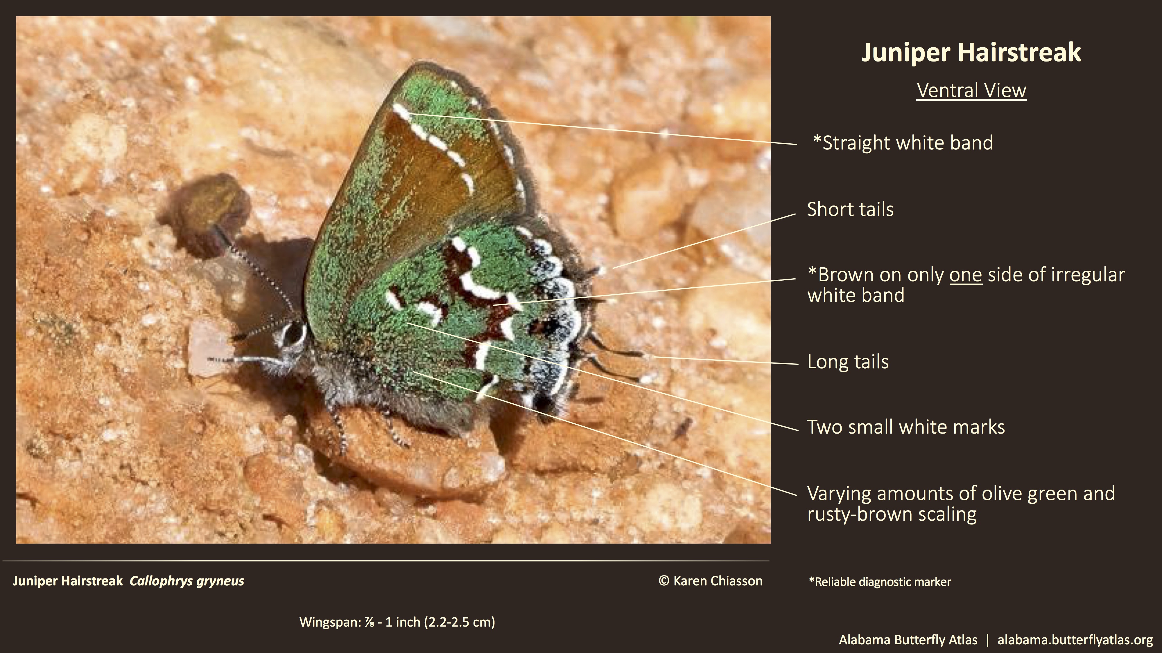 Butterfly ID Thumbnail