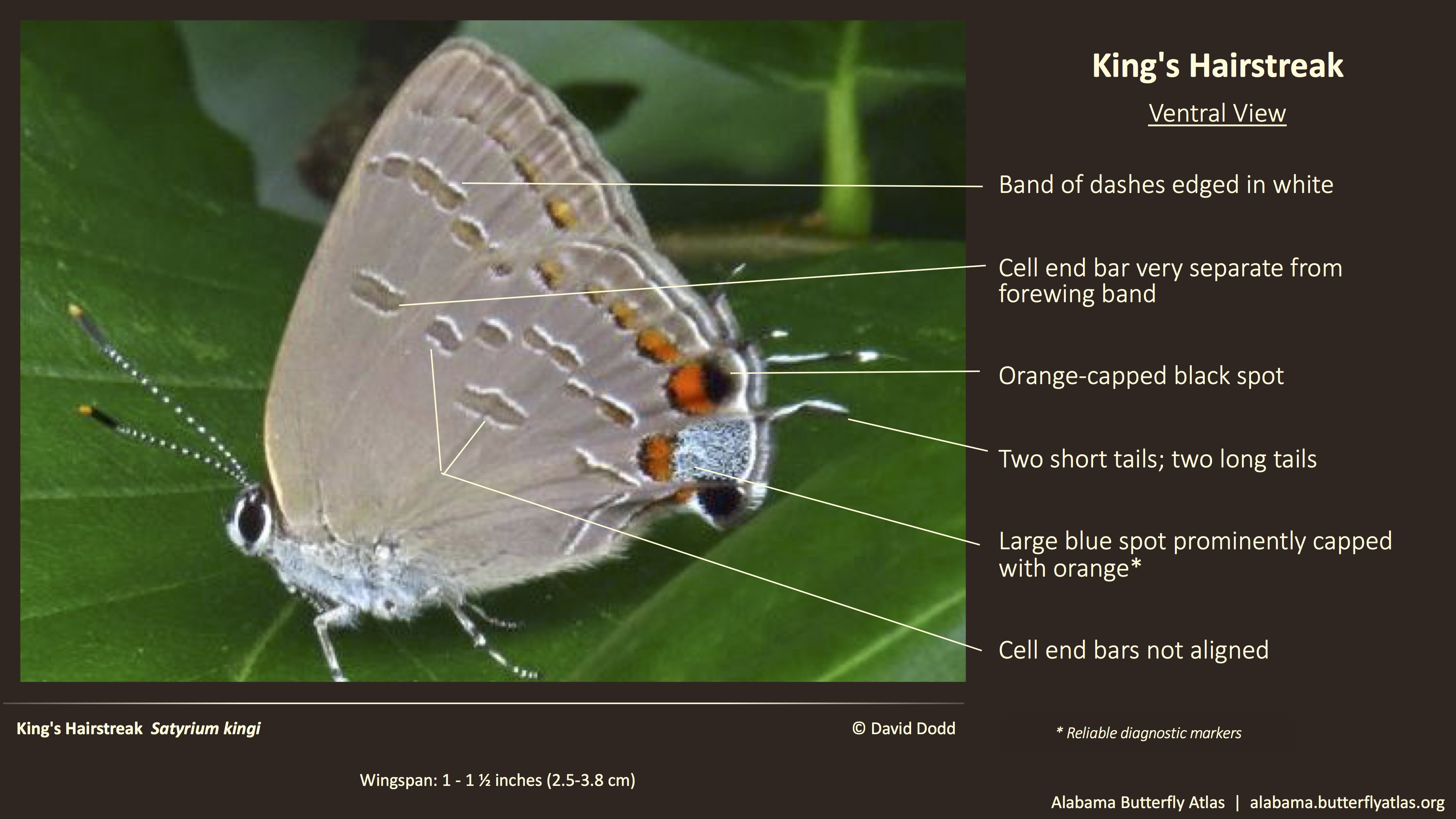 Butterfly ID Thumbnail