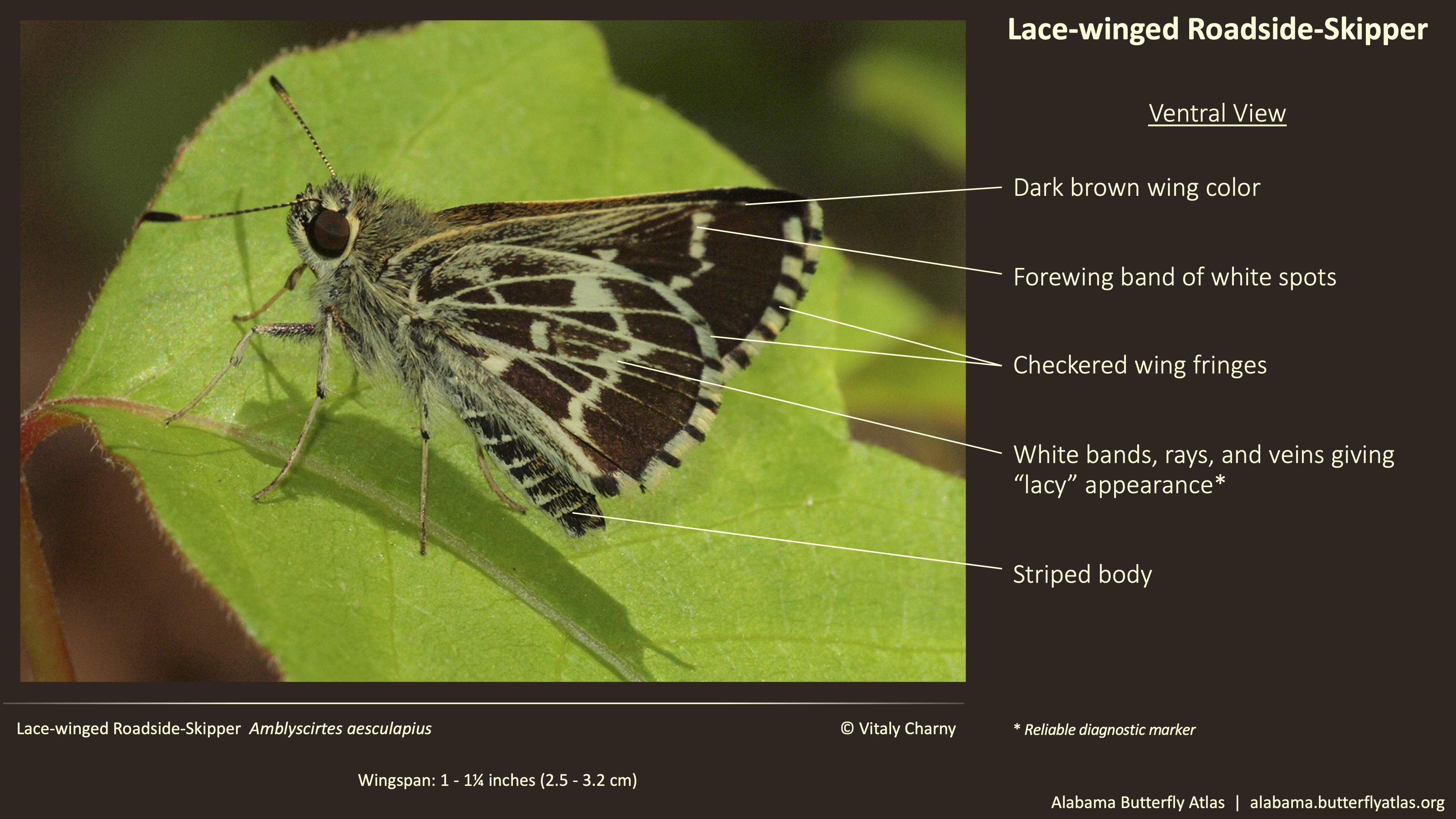 Butterfly ID Thumbnail