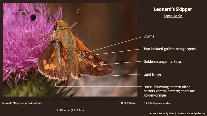 Butterfly ID Thumbnail