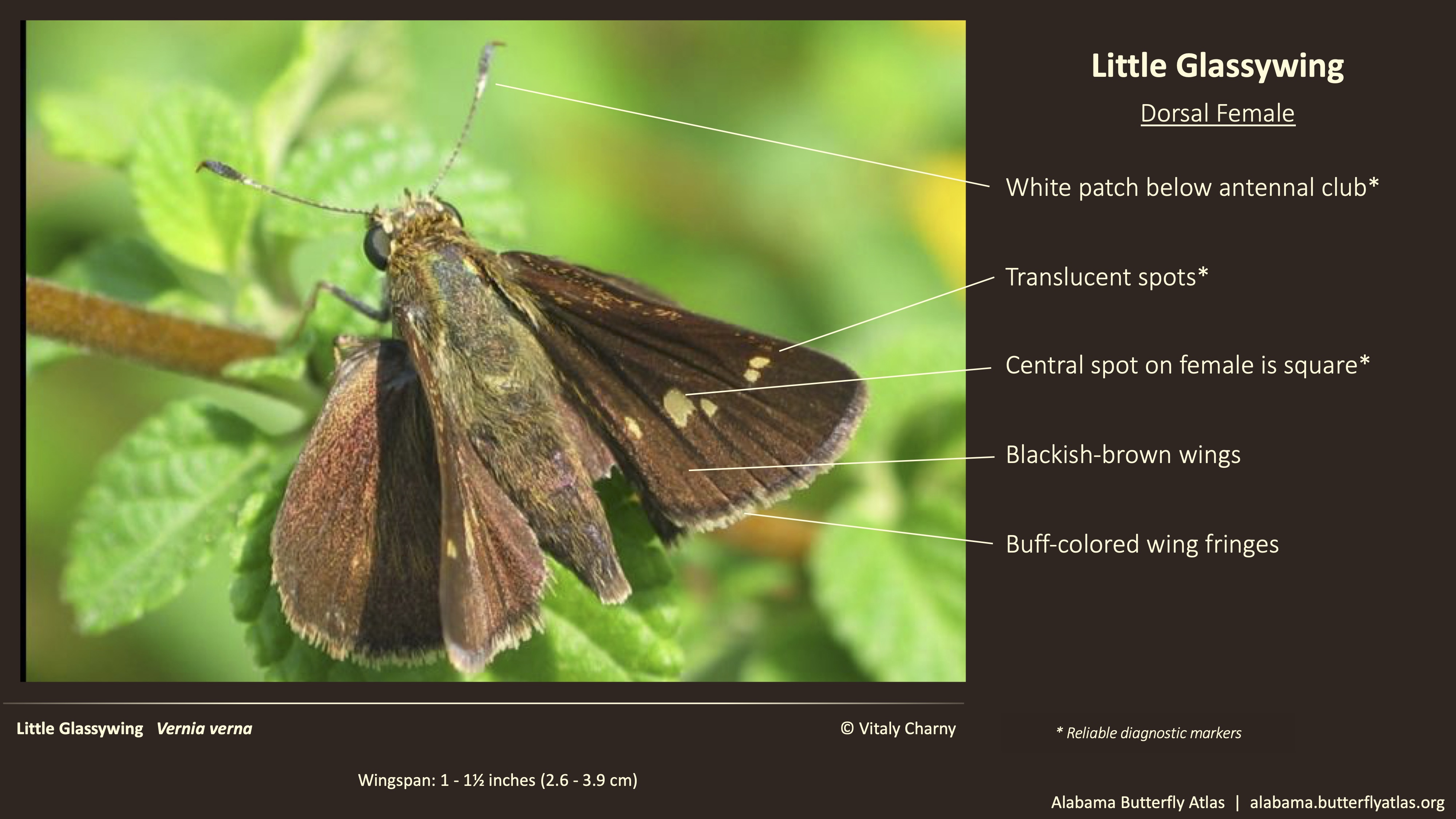 Butterfly ID Thumbnail