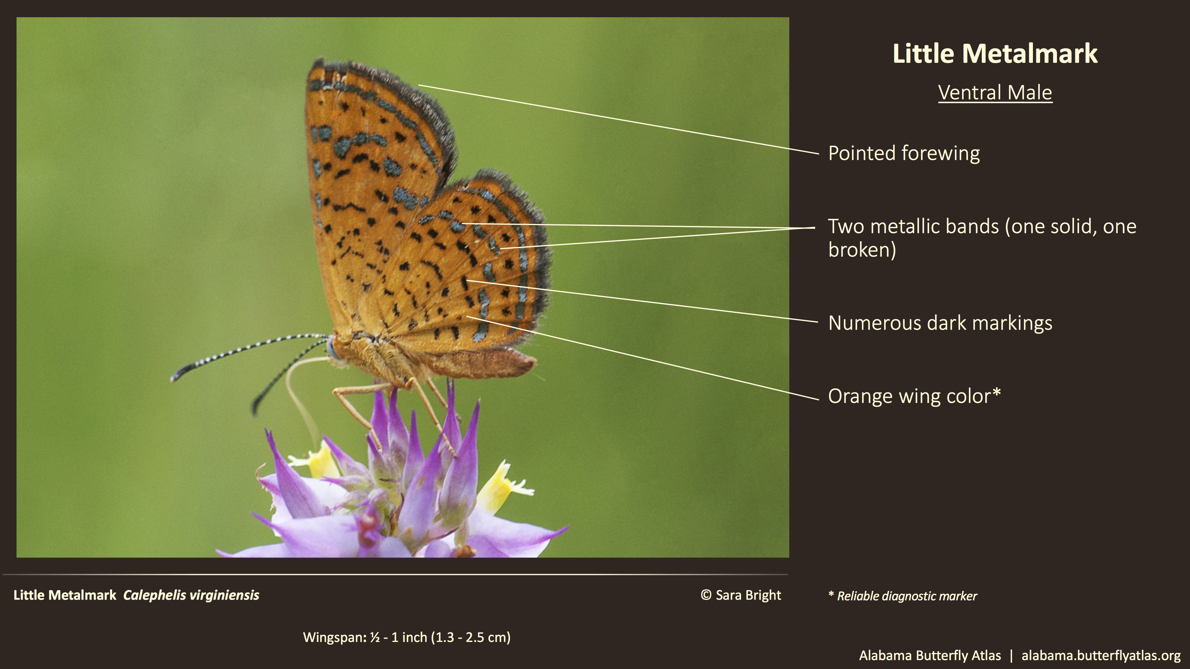 Butterfly ID Thumbnail