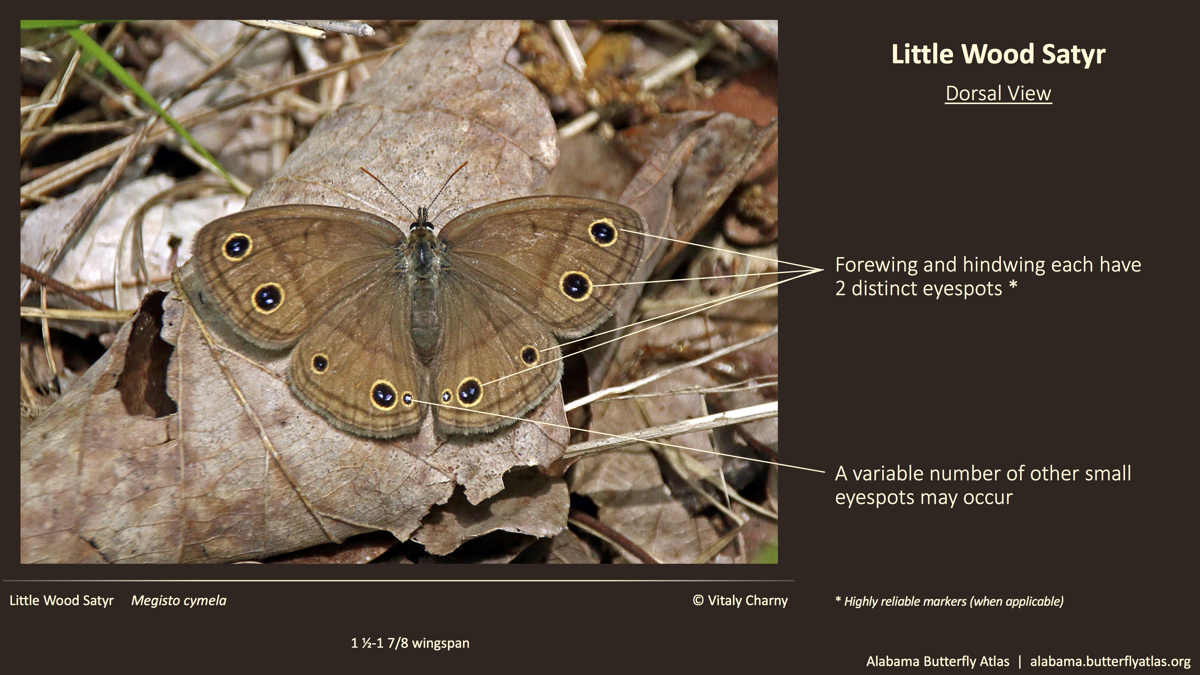 Butterfly ID Thumbnail