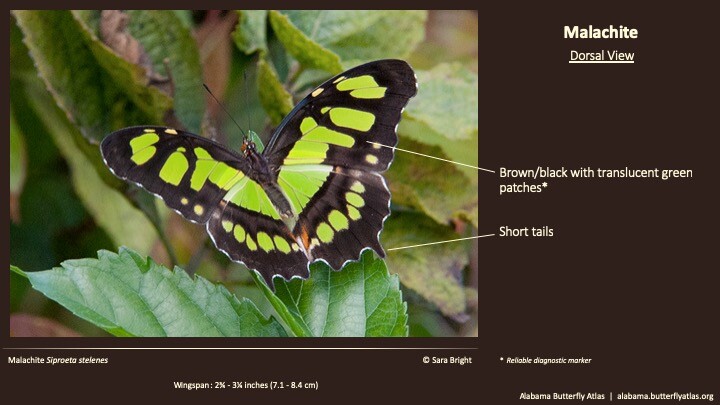 Butterfly ID Thumbnail