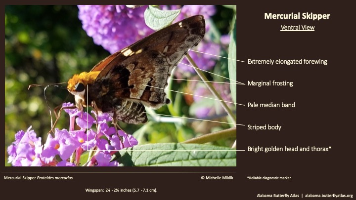 Butterfly ID Thumbnail