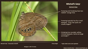 Butterfly ID Thumbnail