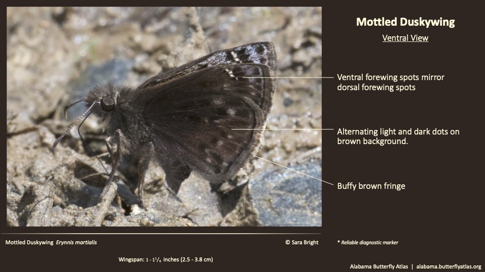 Butterfly ID Thumbnail