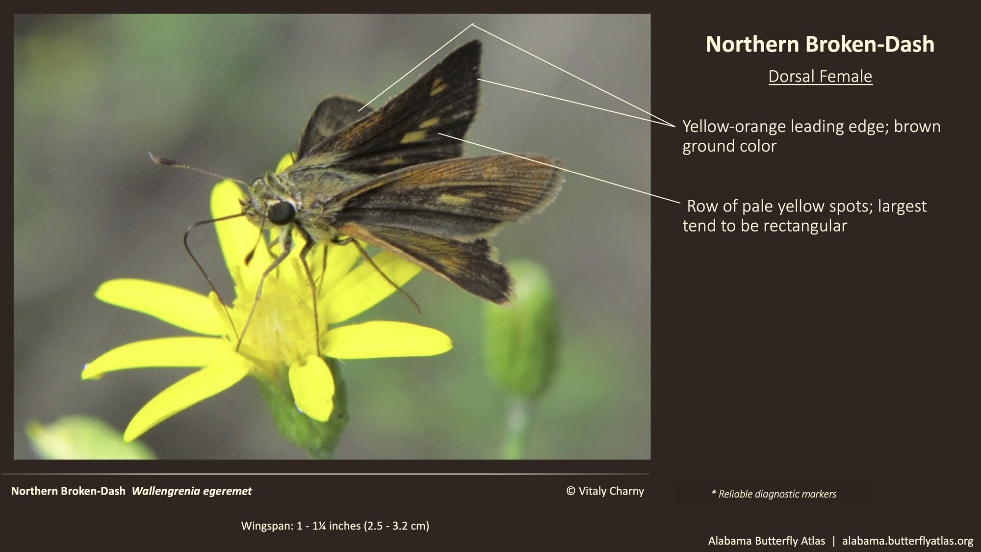 Butterfly ID Thumbnail