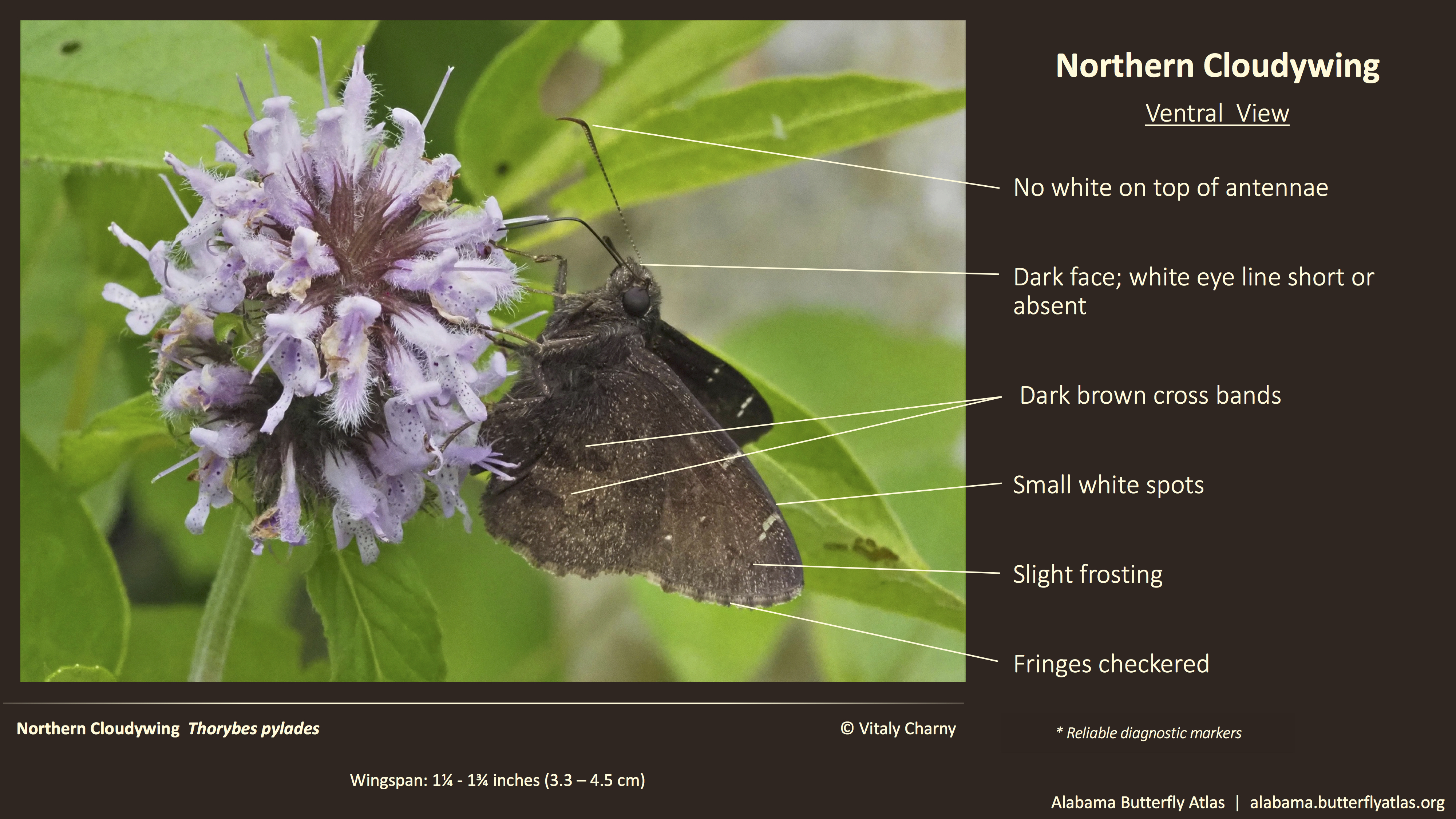 Butterfly ID Thumbnail