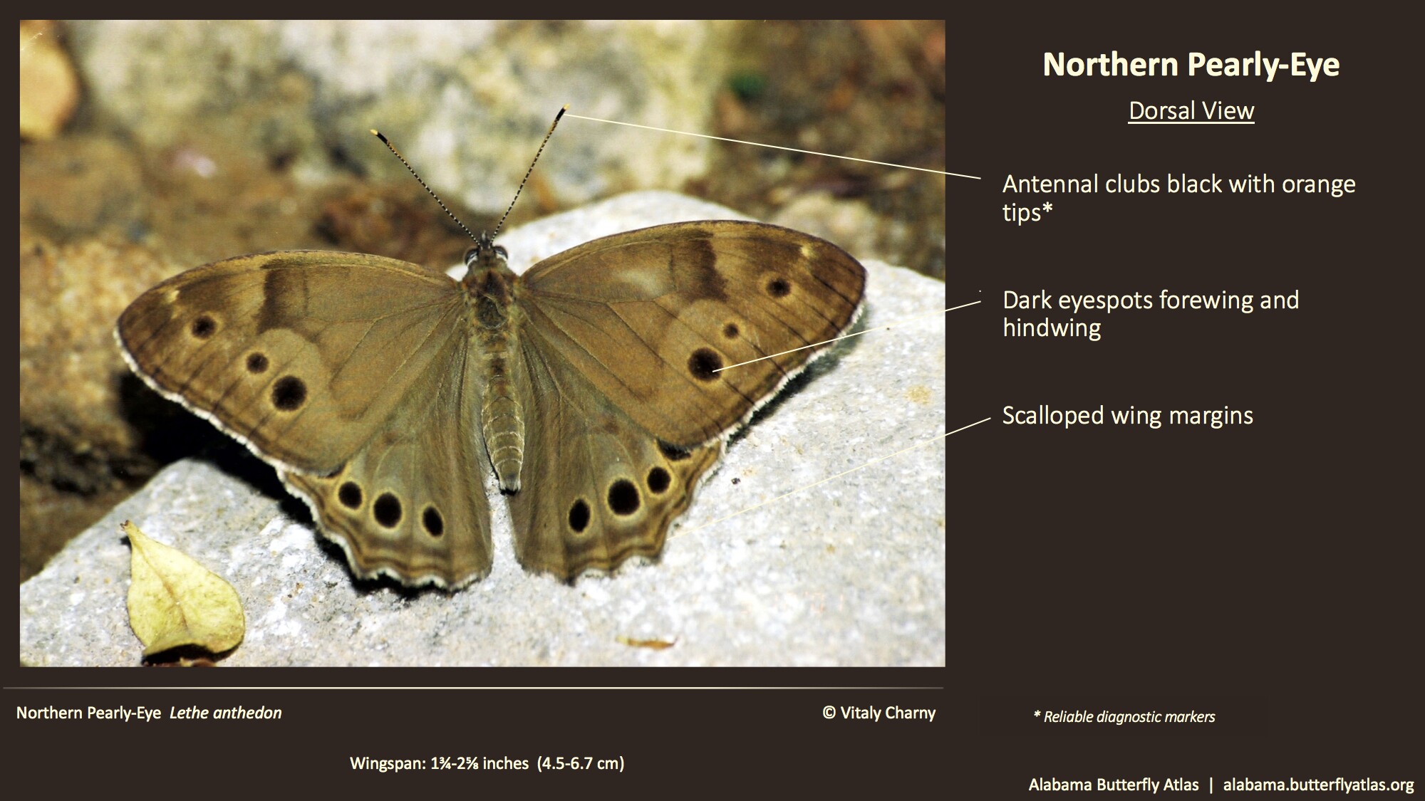 Butterfly ID Thumbnail