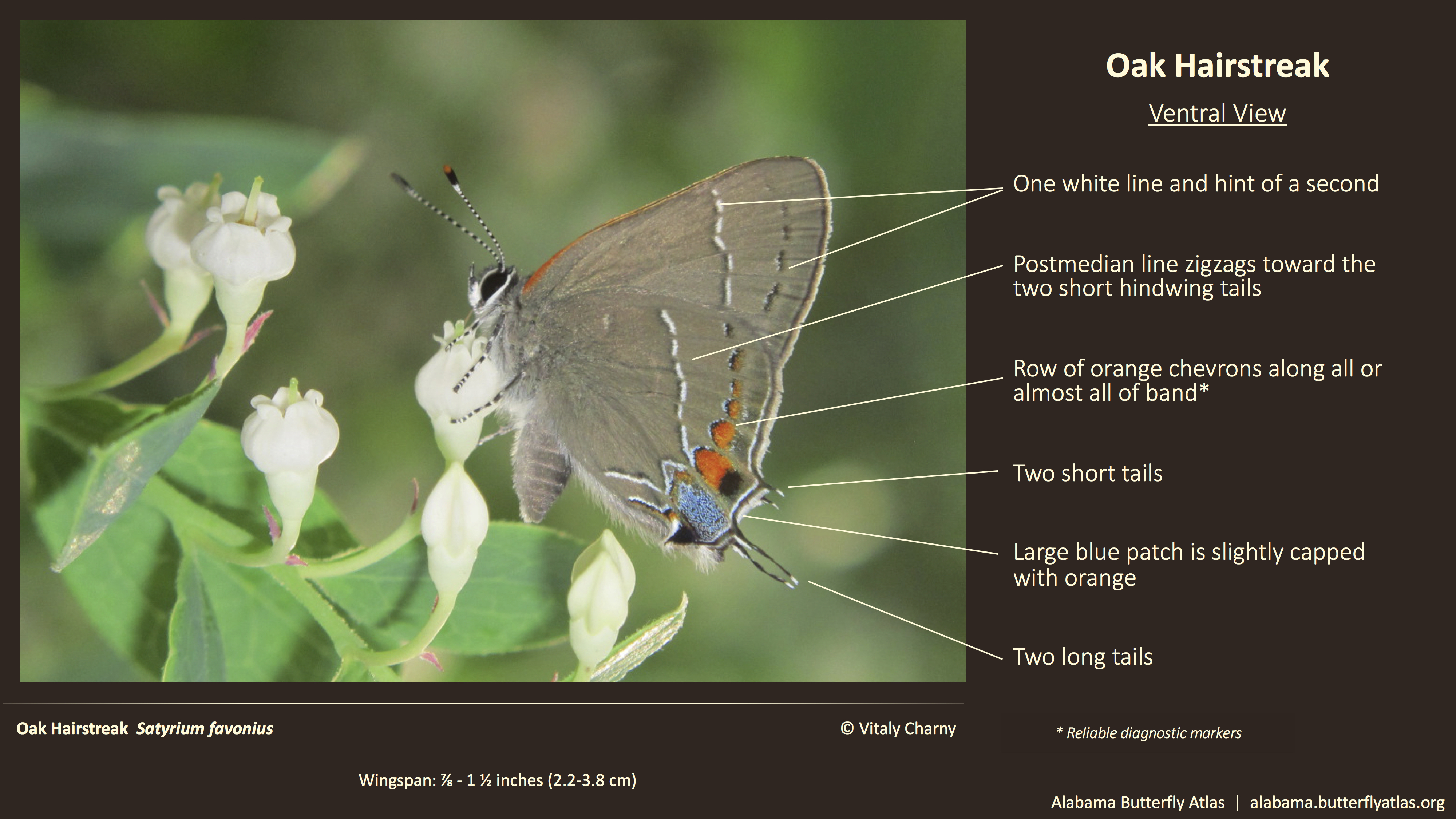 Butterfly ID Thumbnail