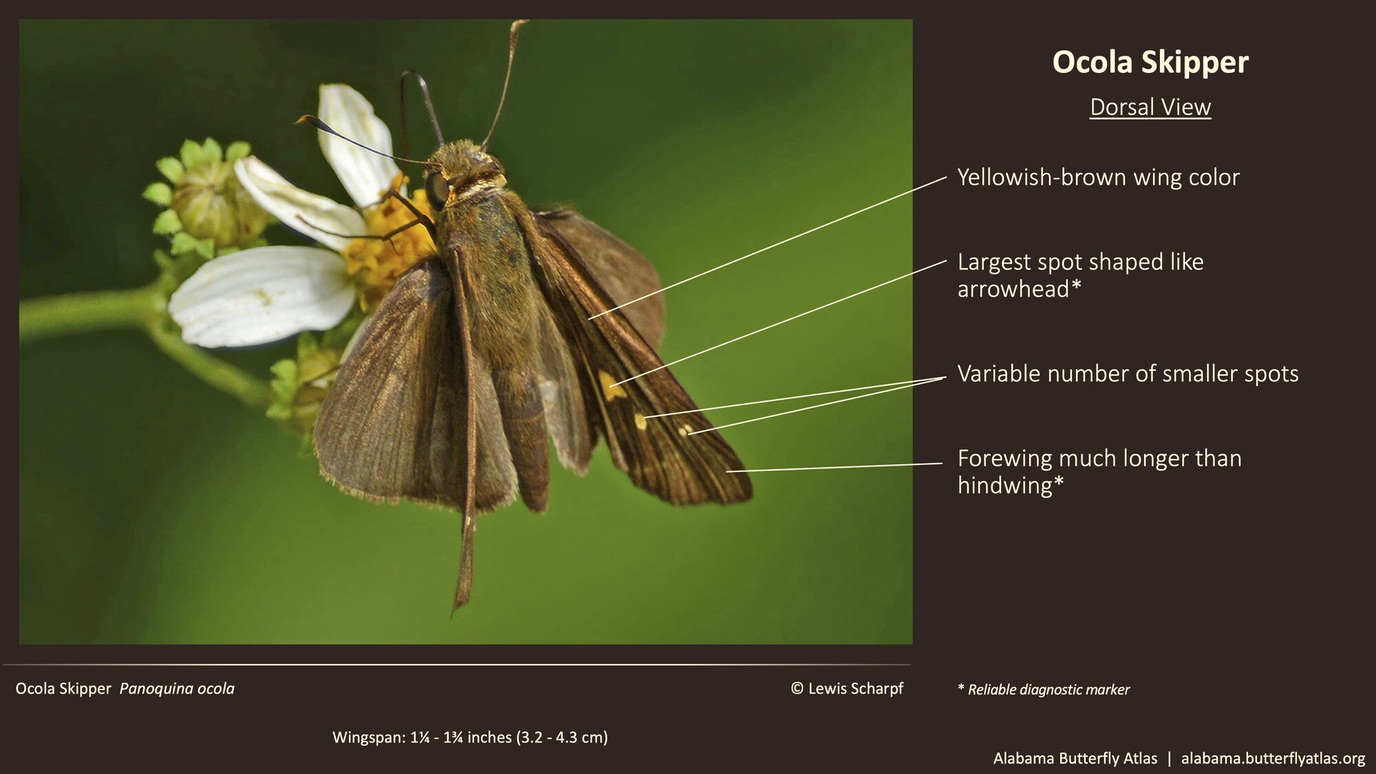 Butterfly ID Thumbnail