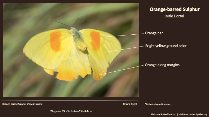 Butterfly ID Thumbnail