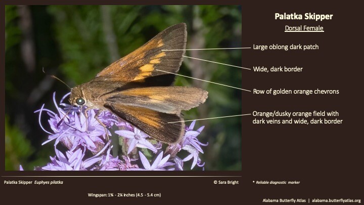 Butterfly ID Thumbnail